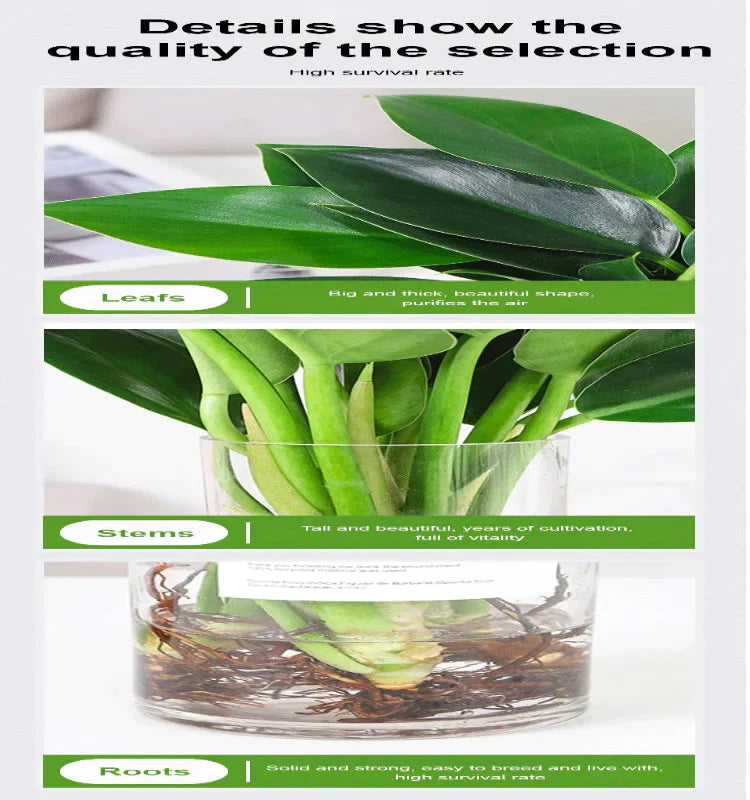 【 Lung Nourishing Drug King 】 Golden Diamond Green Plant ( BUY 1 GET 1 FREE )